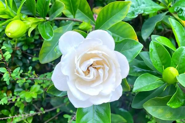 栀子花为何叶片发黄,过度浇水、施肥不当、土质板结都会导致