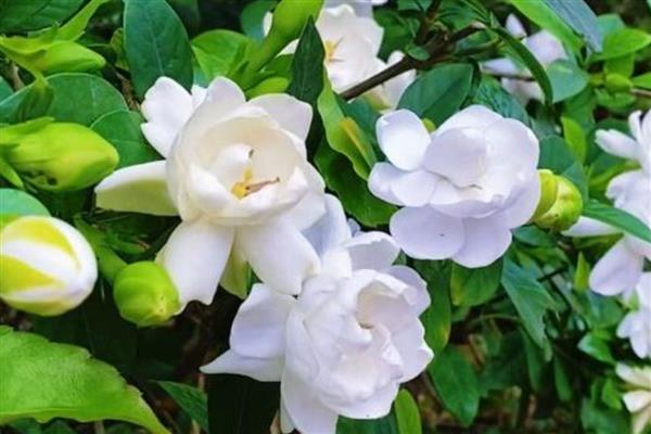 栀子花为何叶片发黄,过度浇水、施肥不当、土质板结都会导致