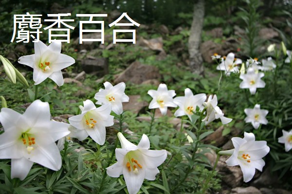 哪些百合很常见,有卷丹百合、麝香百合等品种