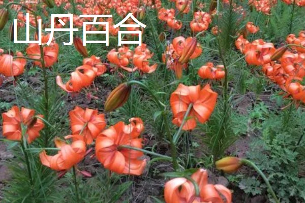 哪些百合很常见,有卷丹百合、麝香百合等品种