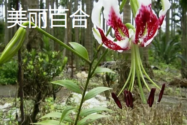 哪些百合很常见,有卷丹百合、麝香百合等品种