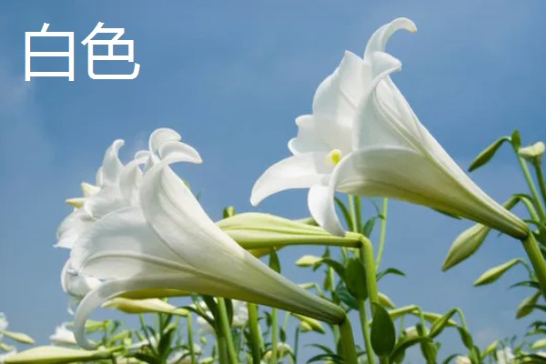 哪些百合很常见,有卷丹百合、麝香百合等品种