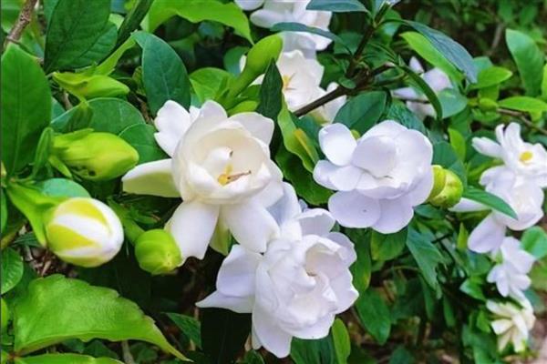 栀子花要不要浇水,夏季每天浇一次