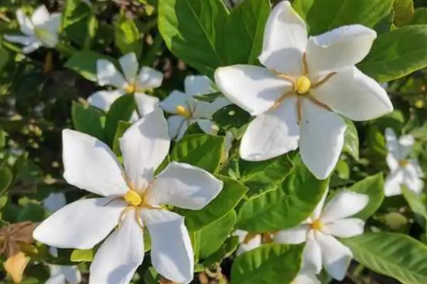 栀子花要不要浇水,夏季每天浇一次