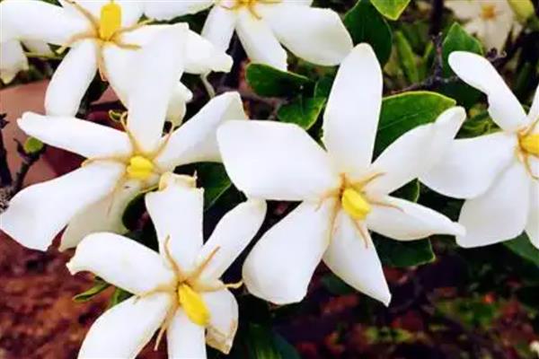 栀子花要不要浇水,夏季每天浇一次