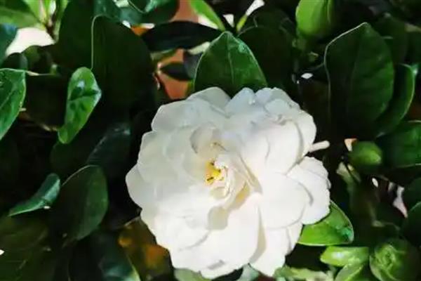 栀子花要不要浇水,夏季每天浇一次