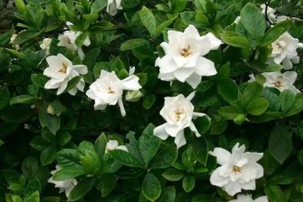 栀子花要不要浇水,夏季每天浇一次
