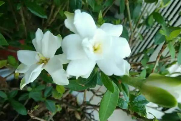栀子花要不要浇水,夏季每天浇一次