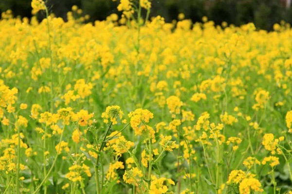 油菜花何时开放,3-4月份进入开花期