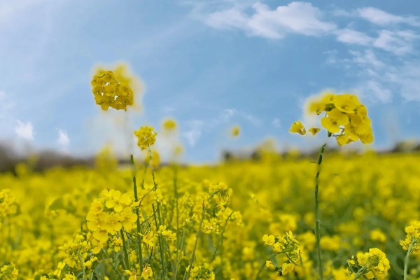 油菜花何时开放,3-4月份进入开花期