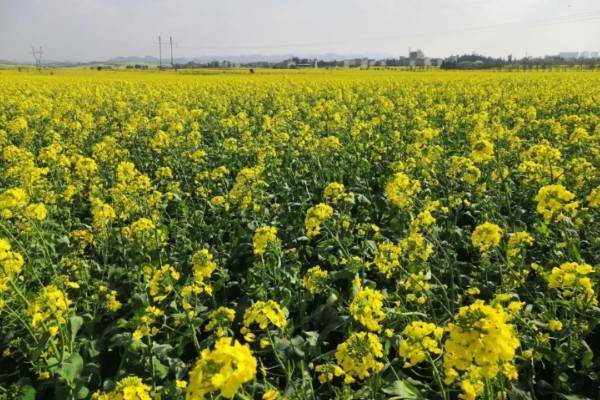 油菜花何时开放,3-4月份进入开花期