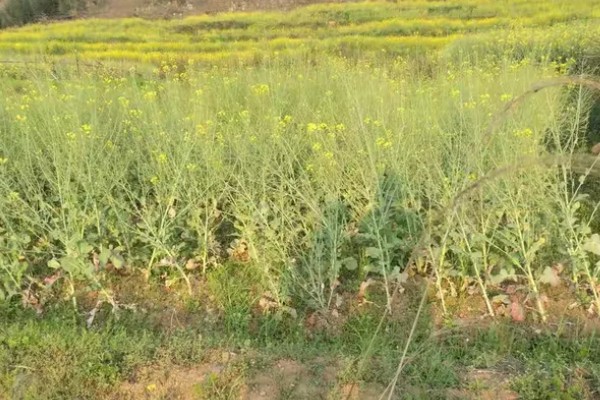 油菜花何时开放,3-4月份进入开花期