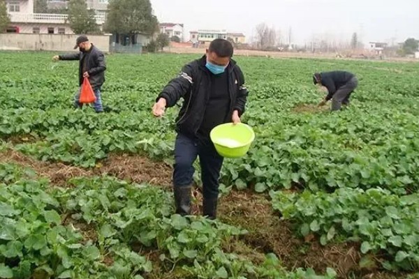 油菜花何时开放,3-4月份进入开花期