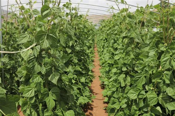大棚豆角怎么种植，每个穴播撒2-3粒种子