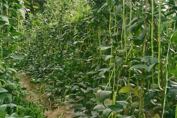 大棚豆角怎么种植，每个穴播撒2-3粒种子