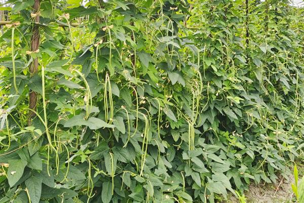 大棚豆角怎么种植，每个穴播撒2-3粒种子