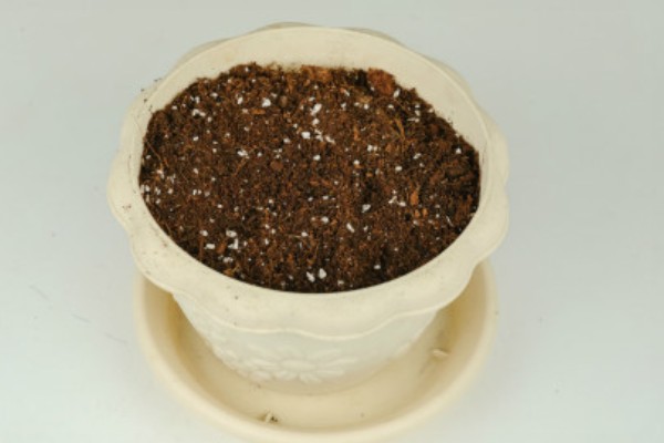 大花萱草怎么种植,用多菌灵消毒后再栽种