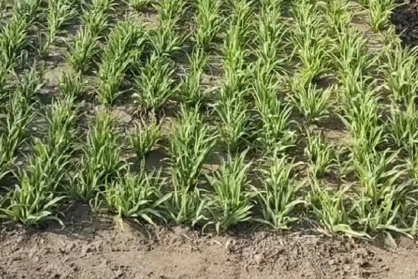 大花萱草怎么种植,用多菌灵消毒后再栽种