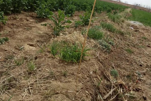 大花萱草怎么种植,用多菌灵消毒后再栽种
