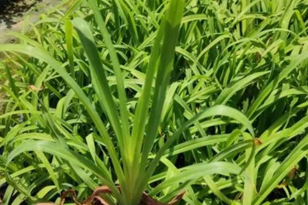 大花萱草怎么种植,用多菌灵消毒后再栽种