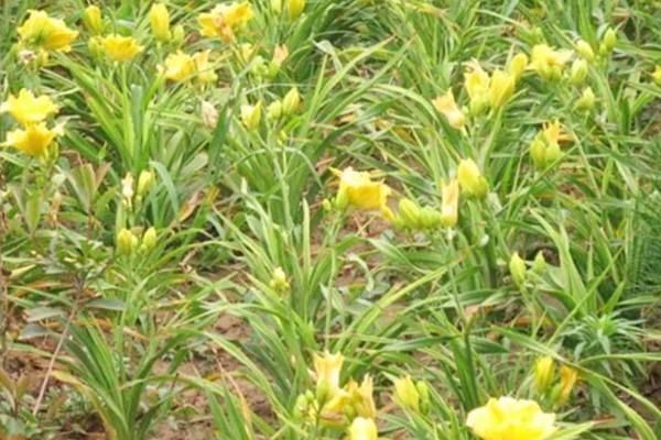 大花萱草怎么种植,用多菌灵消毒后再栽种
