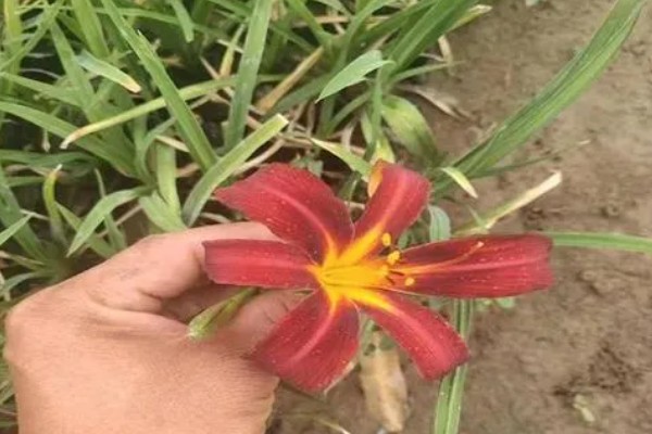 大花萱草怎么种植,用多菌灵消毒后再栽种