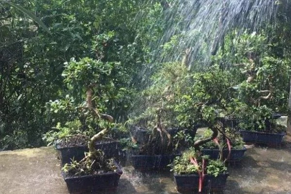 虎皮榕树的养殖方法，天气干燥时洒水增湿