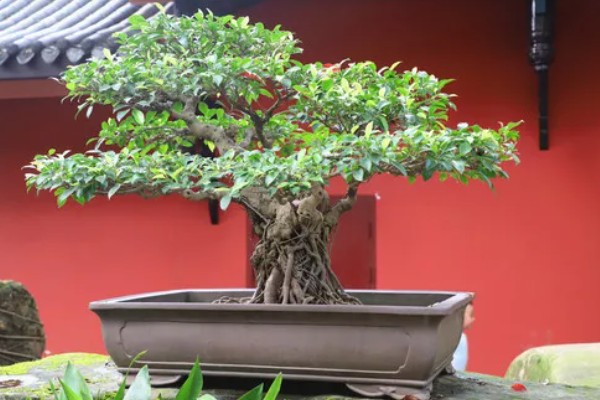 虎皮榕树的养殖方法，天气干燥时洒水增湿