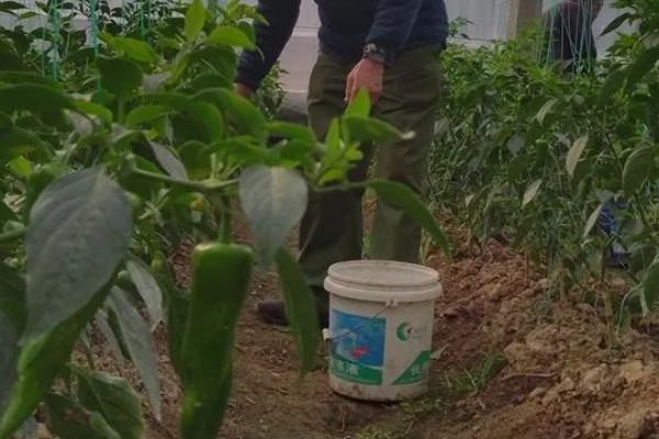 蔬菜施锌肥要注意什么,做底肥每年只要使用一次