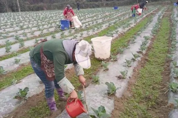蔬菜施锌肥要注意什么,做底肥每年只要使用一次