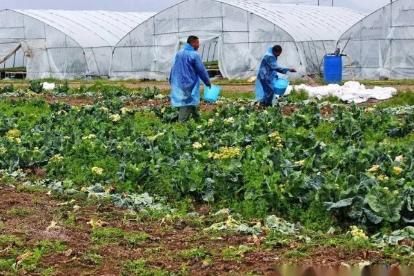 蔬菜施锌肥要注意什么,做底肥每年只要使用一次