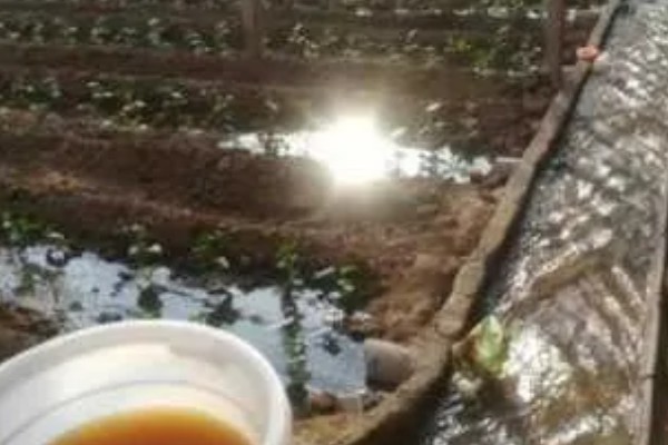 蔬菜施锌肥要注意什么,做底肥每年只要使用一次