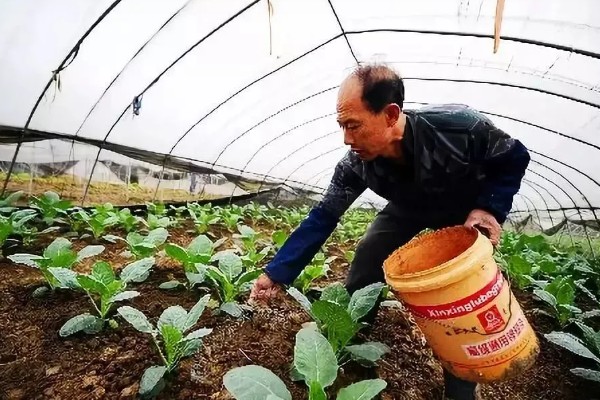 蔬菜施锌肥要注意什么,做底肥每年只要使用一次