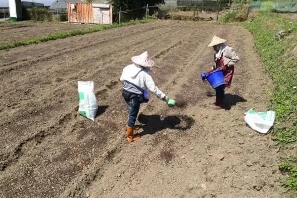 夏枯草怎么种植，分蘖期亩施5公斤尿素
