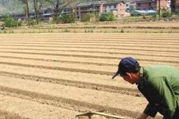 夏枯草怎么种植，分蘖期亩施5公斤尿素