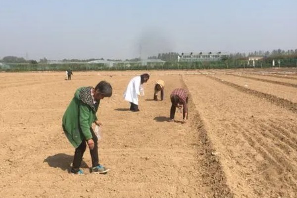 夏枯草怎么种植，分蘖期亩施5公斤尿素