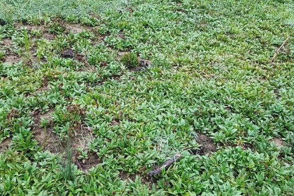 夏枯草怎么种植，分蘖期亩施5公斤尿素