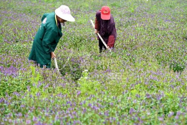 夏枯草怎么种植，分蘖期亩施5公斤尿素