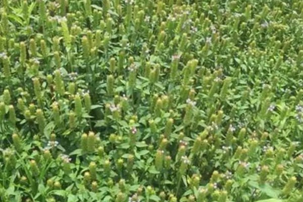 夏枯草怎么种植，分蘖期亩施5公斤尿素