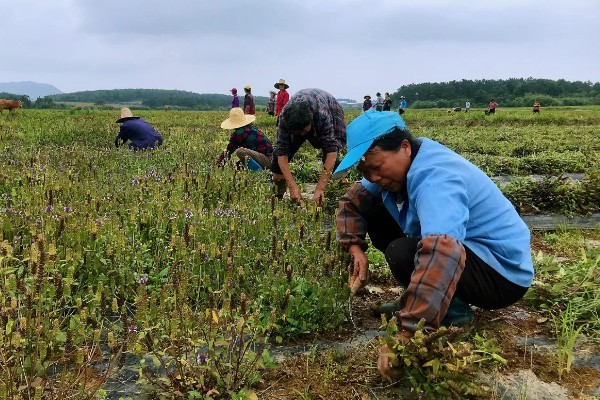 夏枯草怎么种植，分蘖期亩施5公斤尿素