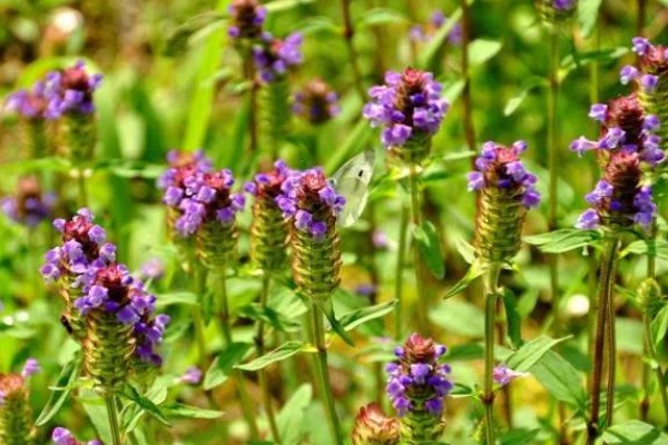 夏枯草怎么种植，分蘖期亩施5公斤尿素