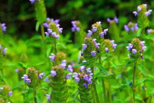 夏枯草怎么种植，分蘖期亩施5公斤尿素