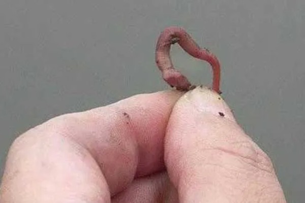 蚯蚓不打窝能不能钓鱼,任何季节、任何地方都能使用