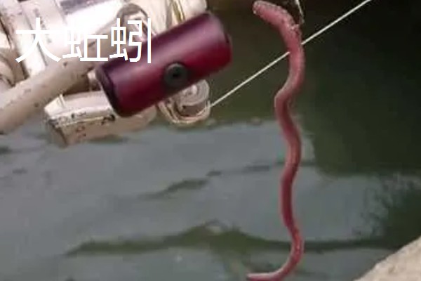 蚯蚓不打窝能不能钓鱼,任何季节、任何地方都能使用