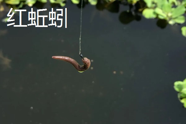 蚯蚓不打窝能不能钓鱼,任何季节、任何地方都能使用
