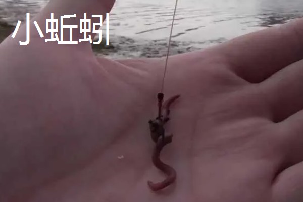 蚯蚓不打窝能不能钓鱼,任何季节、任何地方都能使用