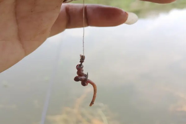 蚯蚓不打窝能不能钓鱼,任何季节、任何地方都能使用