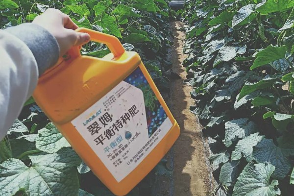 种黄瓜如何管理,每隔5天浇一次水