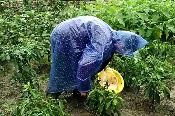 辣椒为何开花就枯萎，可能患有辣椒枯萎病