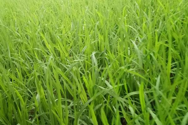 两优518水稻种子特征特性，全生育期133.6天